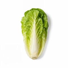 cabbage isolated on white background