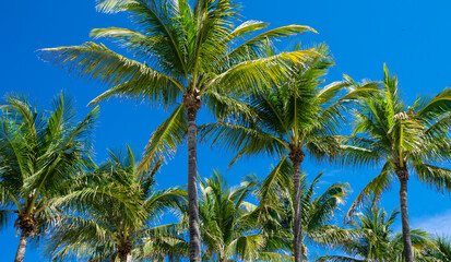 Fototapeta premium Palm background. Summer paradise concept. Green jungle. Tropical background. Exotic summer vibes. Palm wallpaper. Palm leaves in sunlight. Tropical design pattern. Hawaii summer. Tropical design.