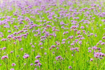 Fototapeta premium Verbena bonariensis flowers, Argentinian Vervain or Purpletop Vervain, Clustertop Vervain, Tall Verbena, Pretty Verbena, in garden