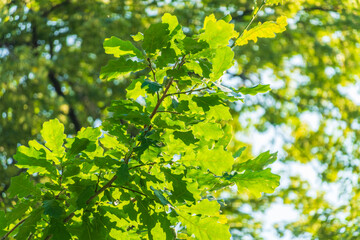 Green oak leaves background. Plant and botany nature texture. green oak leaves in woods