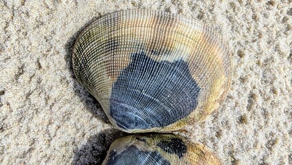 close up of a seashell ribbed on the white sand North Sea