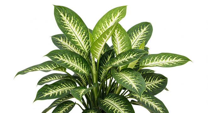 Lush Dieffenbachia Plant with Green and White Variegated Leaves on Isolated transparent background