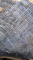 Fototapeta premium roof tiles background closeup of seashell ribbed on the white sand