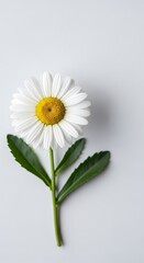 Isolated daisy elegance, pristine bloom, soft light, serene simplicity, botanical delight, fresh floral portrait