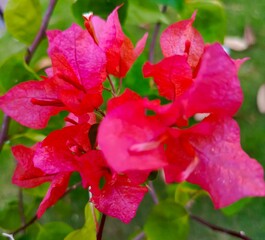 Close-up view of vibrant pink bougainvillea blossoms, showcasing intricate details with a shallow...