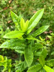 close up of fresh mint