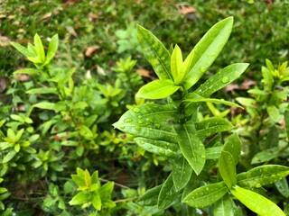 mint leaves in the garden