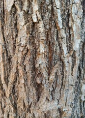 Close-up texture of tree bark, showing deep vertical grooves and rough surface, in natural brown and gray tones, photographed outdoors in vertical orientation.