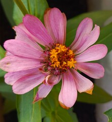 Obraz premium Close-up macro shot of a pink zinnia flower with yellow center, displaying delicate petals and subtle aging, against a blurred green background, conveying a soft and