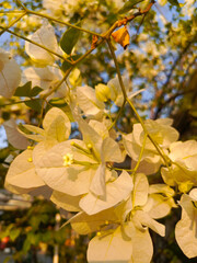 Close-up view of white bougainvillea flowers blooming on a branch, illuminated by warm sunlight,...