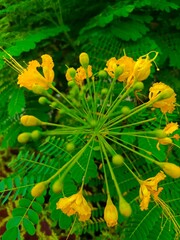 Close-up view of vibrant yellow flowers blooming, surrounded by lush green foliage, creating a cheerful and sunny mood in a garden setting.