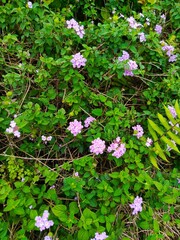 Close-up view of pink Lantana flowers blooming profusely in a lush green bush, exhibiting a vibrant and natural color palette outdoors.
