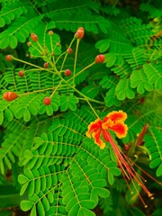 Close-up view of a vibrant orange and red Caesalpinia pulcherrima flower blooming amidst lush green foliage, showcasing intricate details against a natural background
