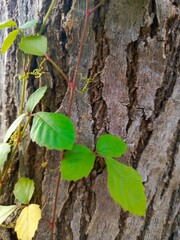 Close-up view of vibrant green poison ivy leaves climbing a textured tree trunk outdoors, exhibiting a natural color palette against a brown bark background.