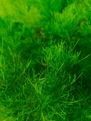 Close-up macro shot of vibrant green aquatic plant, showcasing intricate details and textures with a lush, natural feel, against a blurred green background.