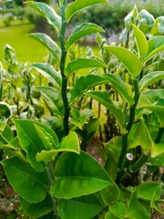 Close-up view of vibrant green Euphorbia tirucalli plant with variegated leaves, exhibiting a lush and healthy growth, photographed outdoors in natural light.