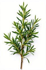 Fototapeta premium Fresh green herb plant with long narrow leaves and woody stem isolated on white background perfect for culinary or natural health themes