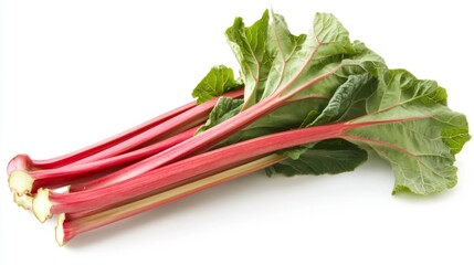Harvesting fresh stalks of rhubarb isolated on a white background for culinary uses and recipe inspiration