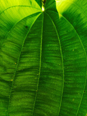 Close-up macro photograph of a vibrant green tropical leaf exhibiting prominent veining, showcasing a natural texture against a blurred background with a lush, verdant