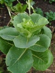 lettuce growing in the garden