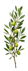 Fototapeta premium Close-up of a healthy olive branch with green olives and elongated green leaves on a white background demonstrating natural botanical detail