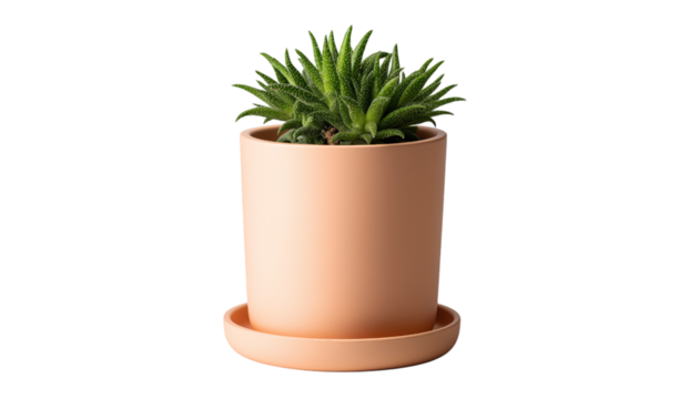 Succulent Plant in Peach Pot on Saucer potted plant isolated on a transparent background