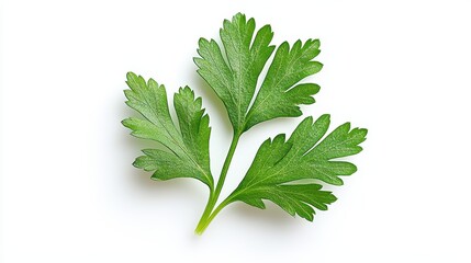 Pharmacological Profile and Phytochemical Composition of Petroselinum crispum Extracts