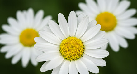 Obraz premium Close-Up White Daisy with Vibrant Yellow Center