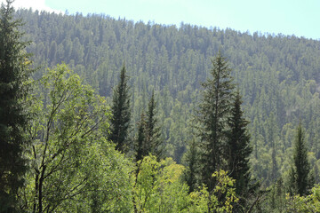 Beautiful Lush Green Forest Landscape Featuring Towering Trees