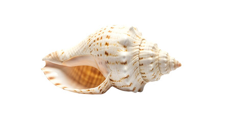 Closeup of a conch shell isolated on transparent background, showcasing its intricate patterns, textures, and natural beauty in a detailed composition