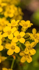 Close-up Yellow Flowers Cluster