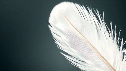 Obraz premium Delicate white feather captured in soft light, emphasizing nature's intricate beauty.