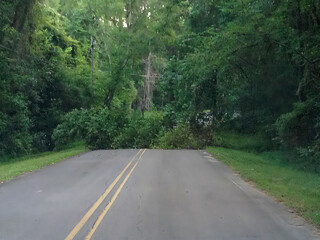 Obraz premium Fallen tree blocking rural road after storm