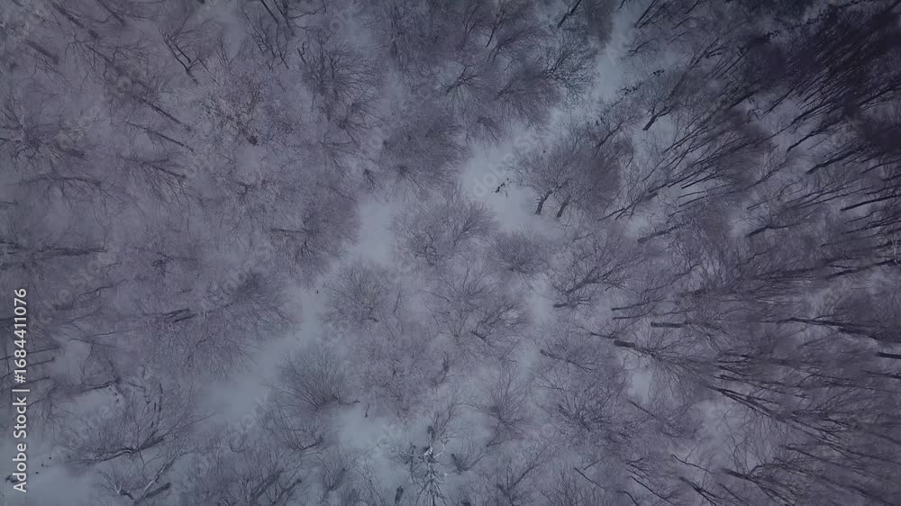 Poster a top down view of snow covered trees shows a dense forest landscape in winter the image is somewhat