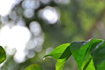Dewdrop clinging to vibrant green leaf, bokeh background