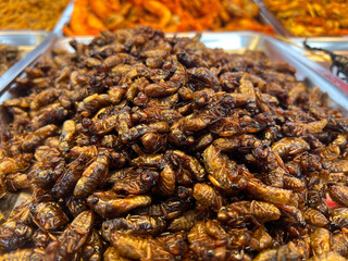 close up Fried wasp larvae in market