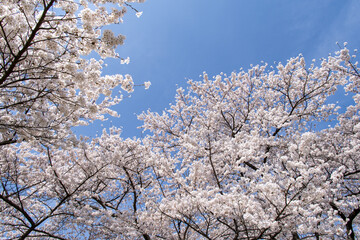 Cherry blossoms in full bloom