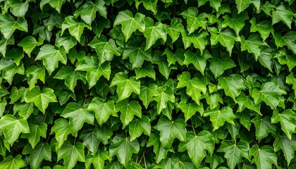 Obraz premium A close-up view of lush green ivy leaves densely covering a wall, showcasing intricate leaf patterns and vibrant shades of green.