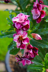 Adenium obesum, Desert rose flowers in full bloom.
