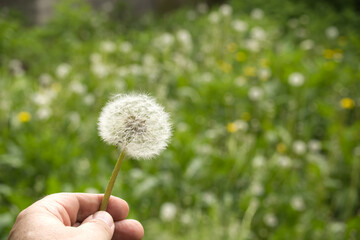 A person's hand gently holds a dandelion clock, ready to blow the fluffy seeds away.