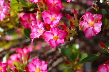 Adenium obesum, Pink desert rose flowers in full bloom.