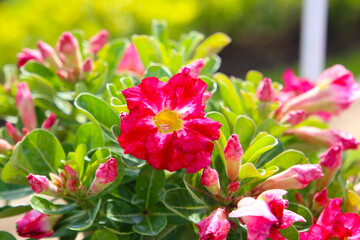 Fototapeta premium Adenium obesum, Desert rose flowers in full bloom.