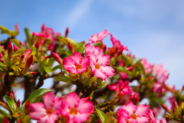 Fototapeta premium Bright pink desert rose flowers blooming under clear blue sky