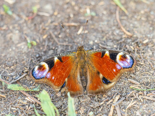 Peacock butterfly on the ground among the grass