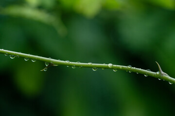 Obraz premium Water droplets on green tree branches.