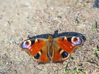 Peacock butterfly on the ground among the grass