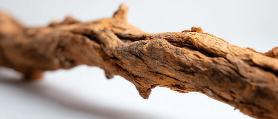 Fototapeta premium Close-up of a textured, brown, dry wooden branch with a rough surface against a blurred white background