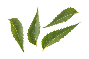 Fresh green neem leaves isolated on transparent background