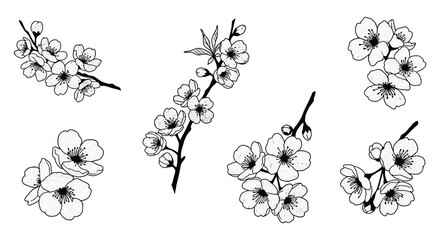 delicate cherry blossoms branches illustrated in black and white © Lhvect02