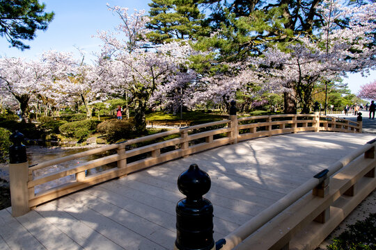 Cherry blossoms are in full bloom, Kenrokuen in spring